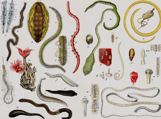 Types of parasites